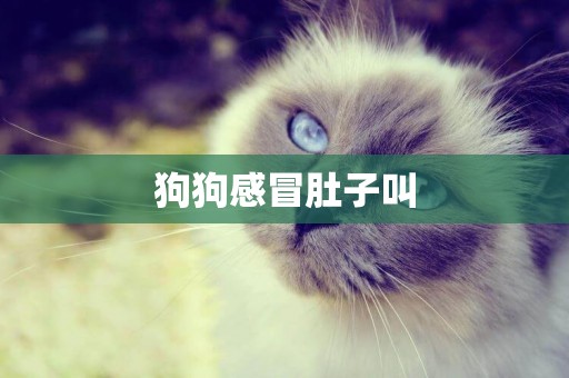 狗狗感冒肚子叫