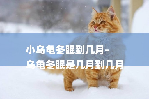 小烏龜冬眠到幾月-
烏龜冬眠是幾月到幾月