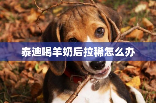 泰迪喝羊奶后拉稀怎么辦