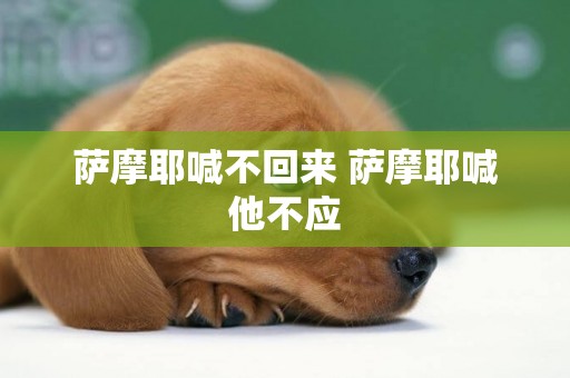 薩摩耶喊不回來 薩摩耶喊他不應