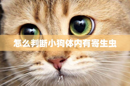 怎么判斷小狗體內有寄生蟲
