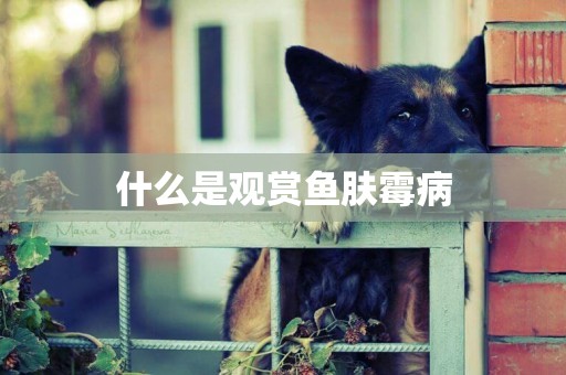 什么是觀賞魚膚霉病