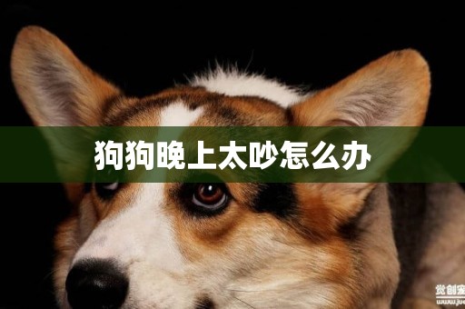 狗狗晚上太吵怎么辦