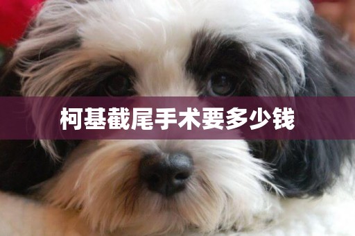 柯基截尾手術要多少錢