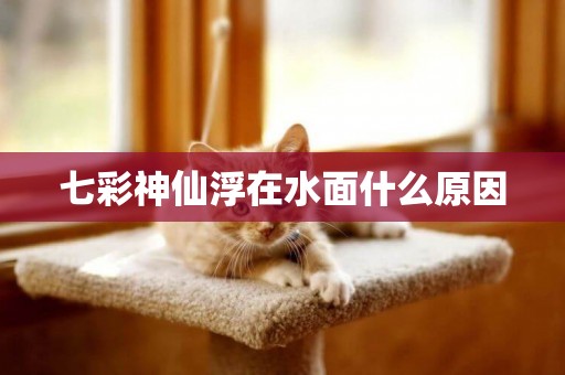 七彩神仙浮在水面什么原因