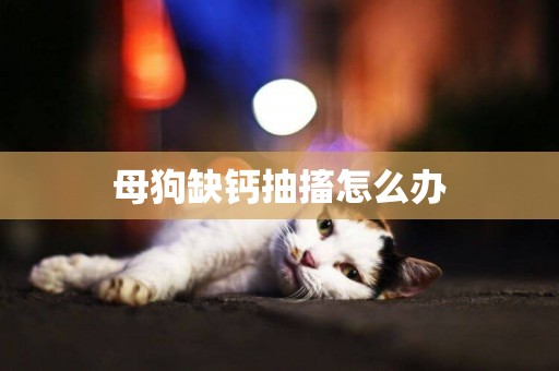 母狗缺鈣抽搐怎么辦
