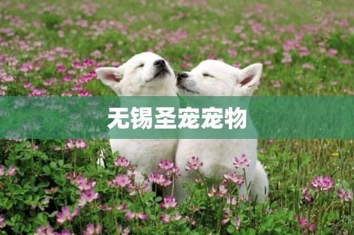 無錫圣寵寵物