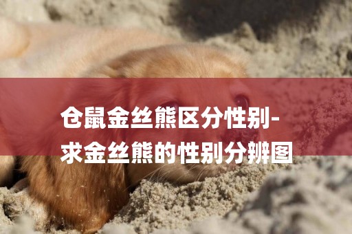 倉鼠金絲熊區分性別-
求金絲熊的性別分辨圖