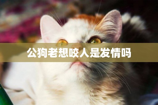 公狗老想咬人是發情嗎