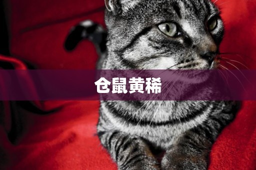 倉鼠黃稀