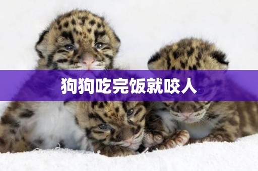 狗狗吃完飯就咬人