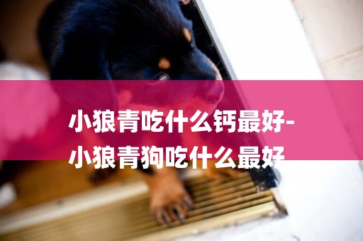 小狼青吃什么鈣最好-
小狼青狗吃什么最好
