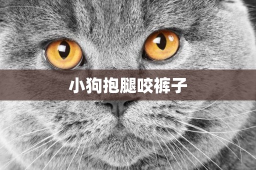 小狗抱腿咬褲子