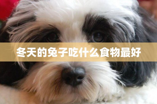 冬天的兔子吃什么食物最好