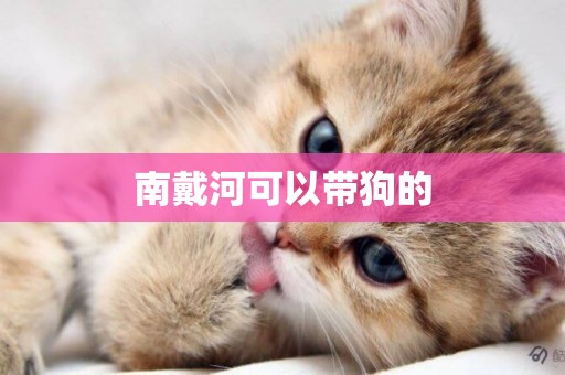南戴河可以帶狗的