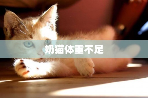 奶貓體重不足