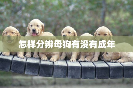 怎樣分辨母狗有沒有成年