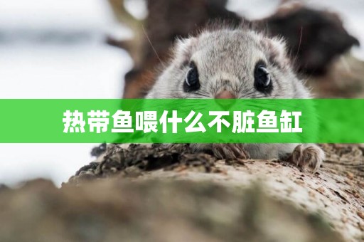 熱帶魚喂什么不臟魚缸