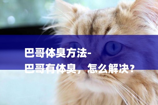 巴哥體臭方法-
巴哥有體臭，怎么解決？