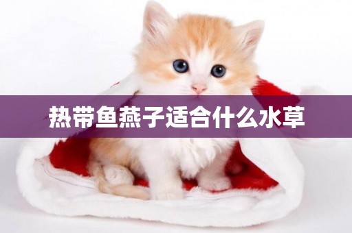 熱帶魚燕子適合什么水草
