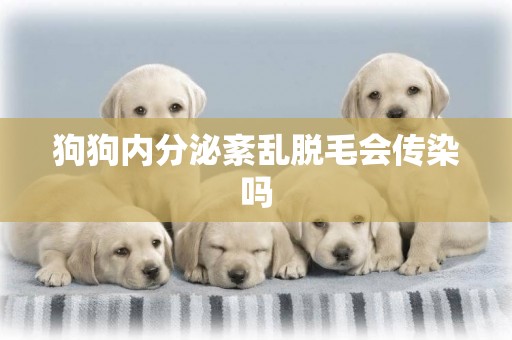 狗狗內分泌紊亂脫毛會傳染嗎