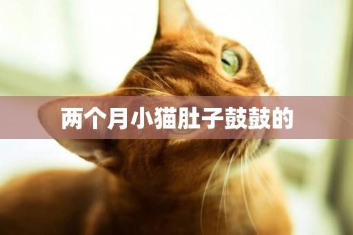 兩個月小貓肚子鼓鼓的
