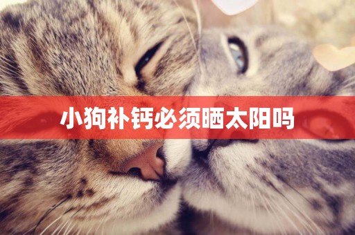 小狗補鈣必須曬太陽嗎