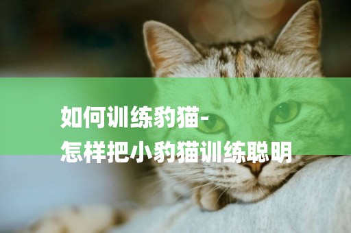 如何訓練豹貓-
怎樣把小豹貓訓練聰明