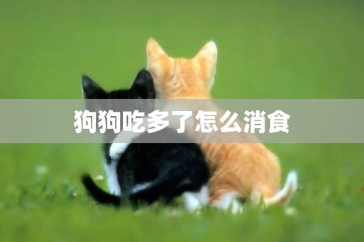 狗狗吃多了怎么消食