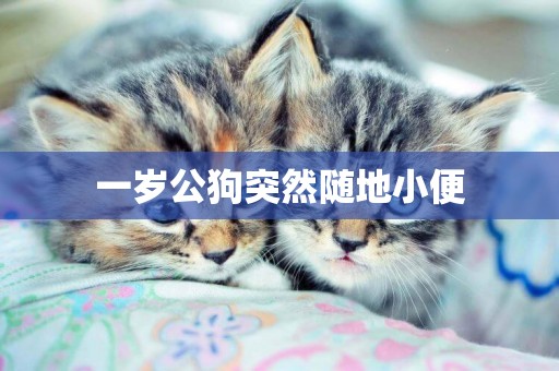 一歲公狗突然隨地小便