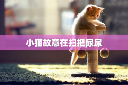 小貓故意在掃把尿尿