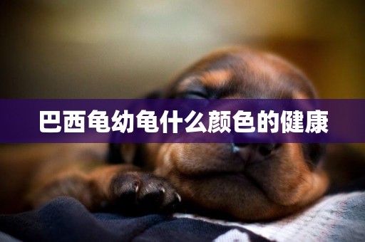 巴西龜幼龜什么顏色的健康
