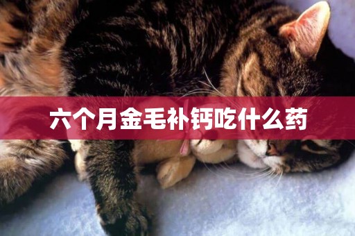 六個月金毛補鈣吃什么藥