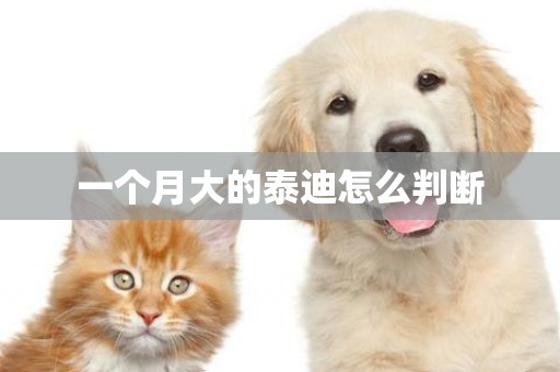 一個月大的泰迪怎么判斷