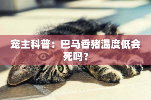 寵主科普：巴馬香豬溫度低會死嗎？