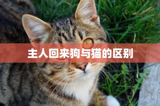 主人回來狗與貓的區別