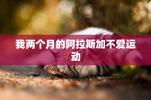 我兩個月的阿拉斯加不愛運動