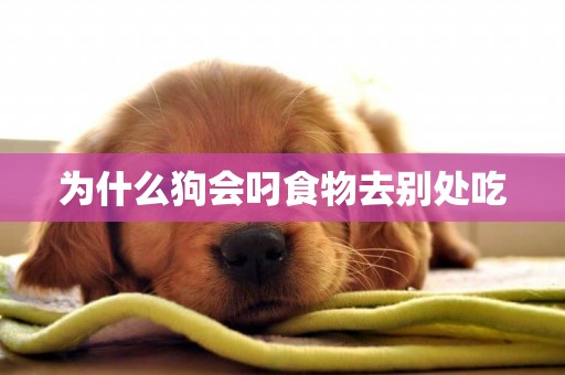 為什么狗會叼食物去別處吃