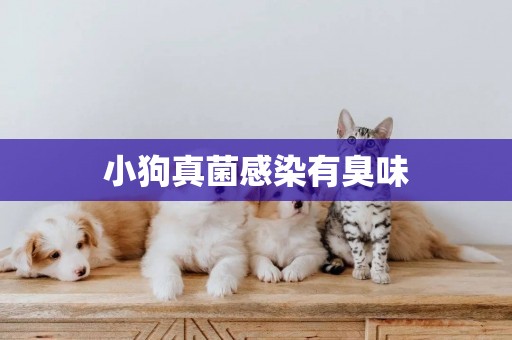 小狗真菌感染有臭味