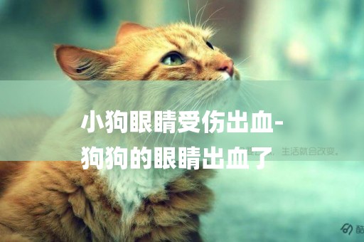 小狗眼睛受傷出血-
狗狗的眼睛出血了