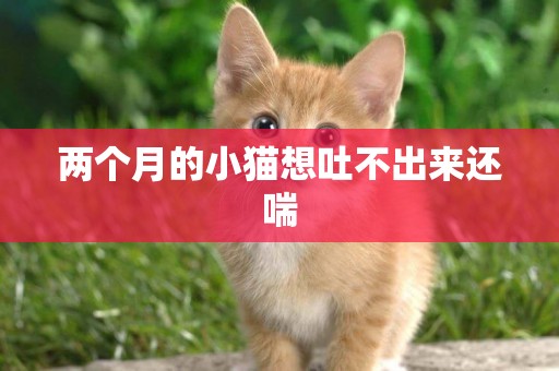 兩個月的小貓想吐不出來還喘