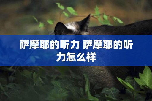 薩摩耶的聽力 薩摩耶的聽力怎么樣