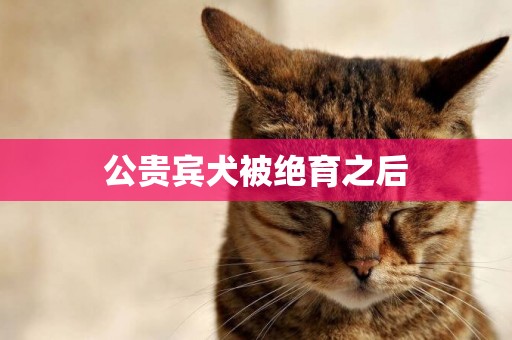 公貴賓犬被絕育之后