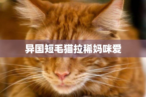 異國短毛貓拉稀媽咪愛