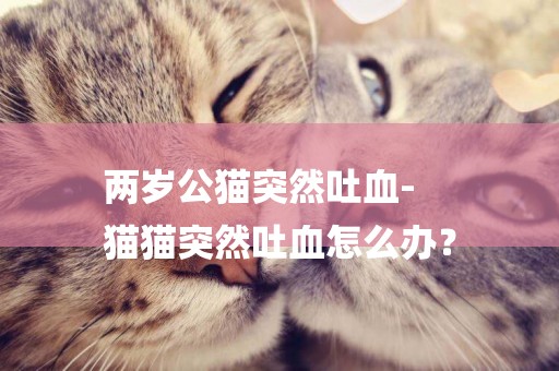 兩歲公貓突然吐血-
貓貓突然吐血怎么辦？