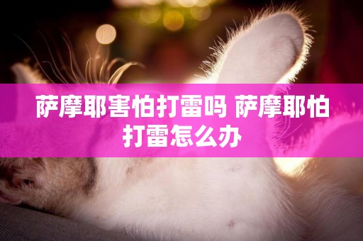 薩摩耶害怕打雷嗎 薩摩耶怕打雷怎么辦