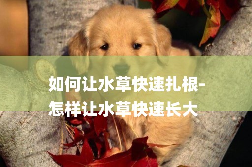 如何讓水草快速扎根-
怎樣讓水草快速長大