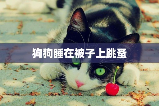狗狗睡在被子上跳蚤