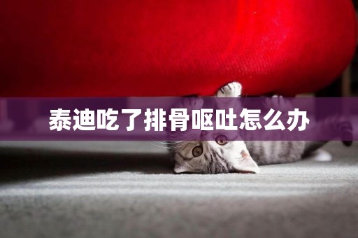 泰迪吃了排骨嘔吐怎么辦