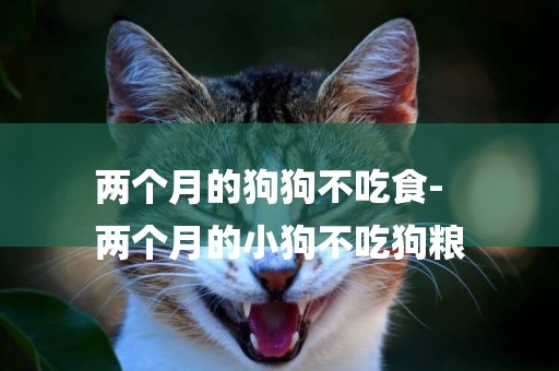 兩個月的狗狗不吃食-
兩個月的小狗不吃狗糧